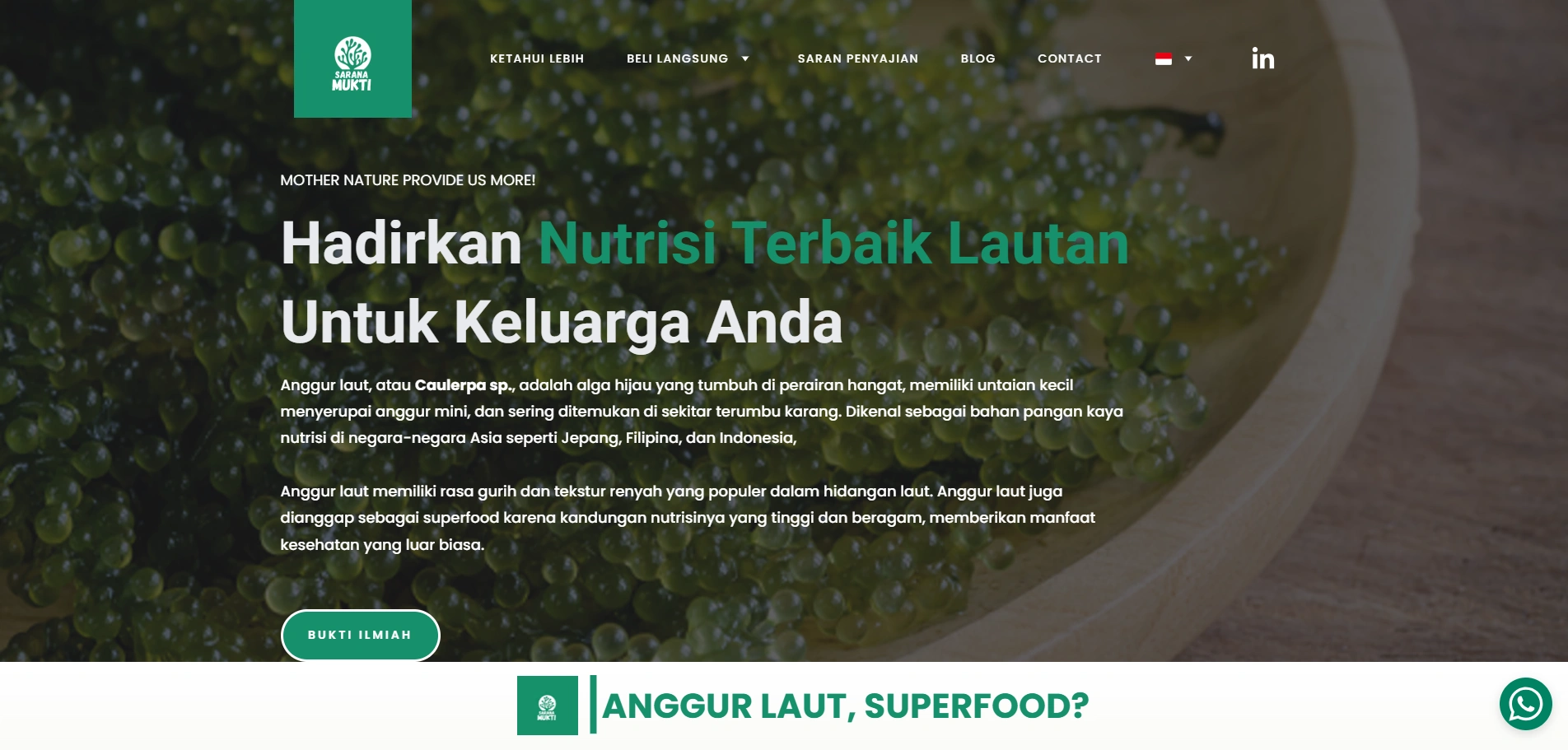 Beli Anggur Laut Seagrapes Latoh Secara Online Di Sini Jual Anggur Laut Seagrapes Latoh 04 28 2025 07 37 PM